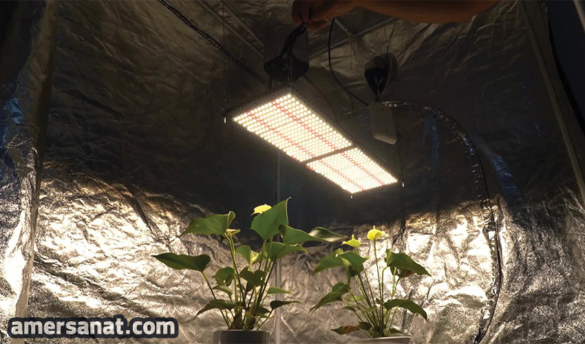 Plant growth projector